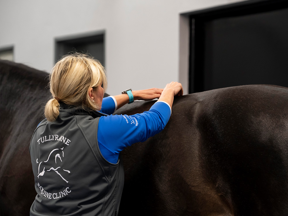From newborn care to senior horse medicine, Tullyraine Equine Clinic offers a plethora of routine services