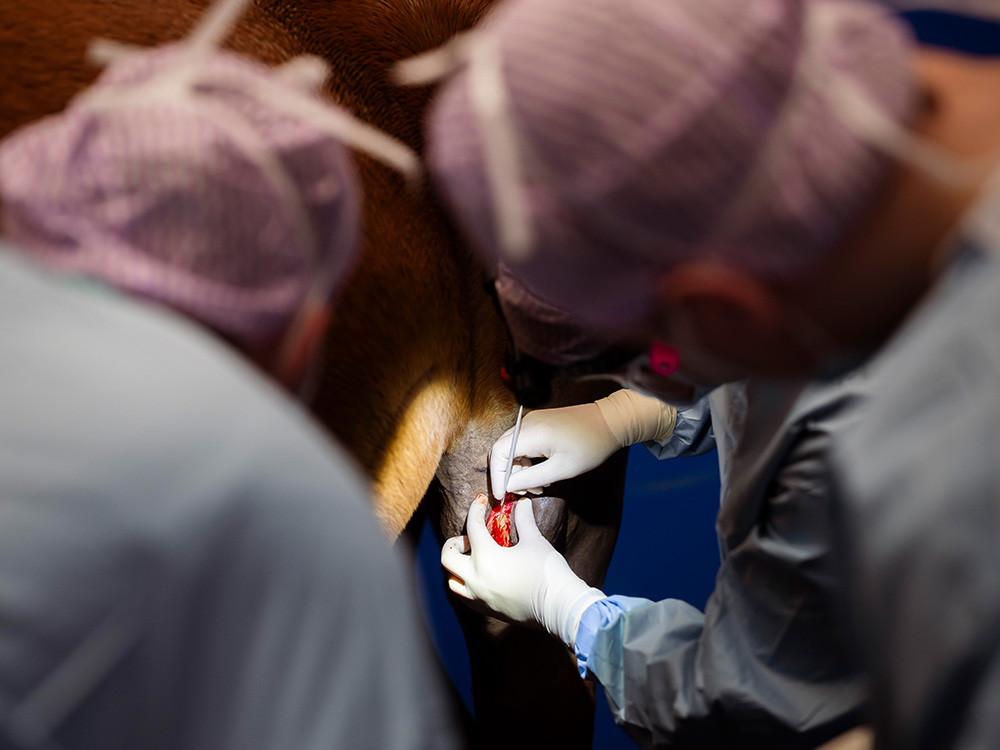 Tullyraine Equine Clinic offers a vast range of elective surgical procedures